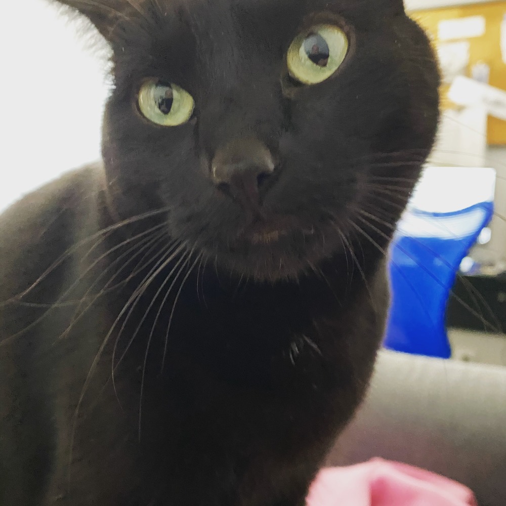 Meet your Posher, Erin